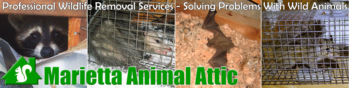 Vinings Animal Attic